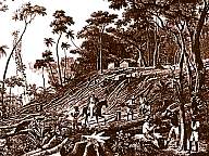 1113001004 Derrubada da  mata.JPG