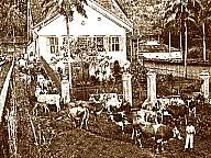 1113001019 Fazenda gado Rio Preto.JPG
